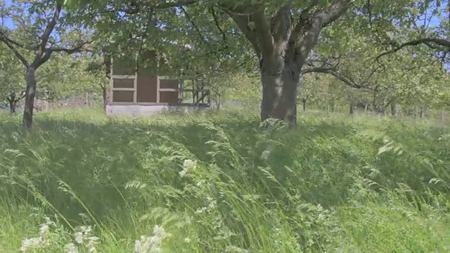 带花园棚的乡村花园景观。电影风格，4K视频