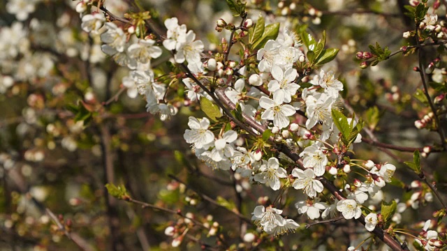 樱花枝