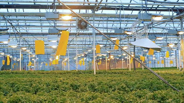许多莴苣植物生长在一个大温室里。4 k。