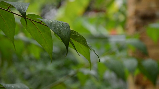 雨滴落在树叶上