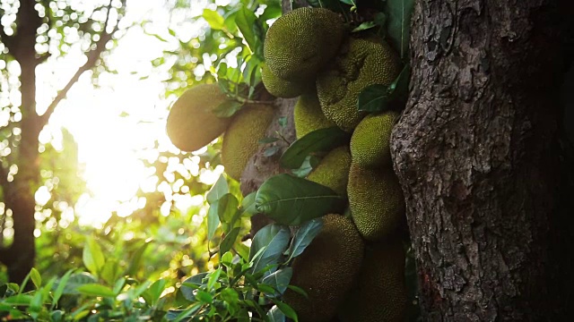 菠萝蜜或面包树