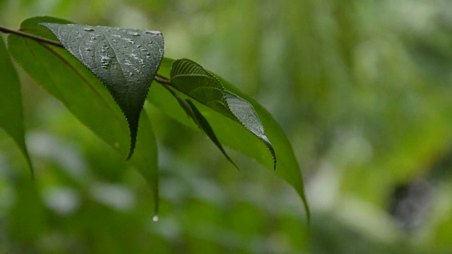 雨滴落在树叶上