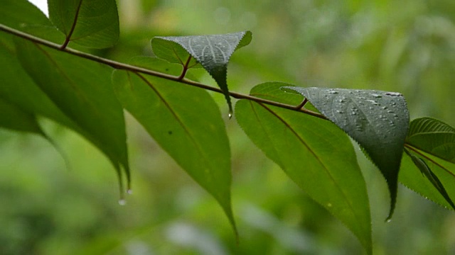 雨滴落在树叶上