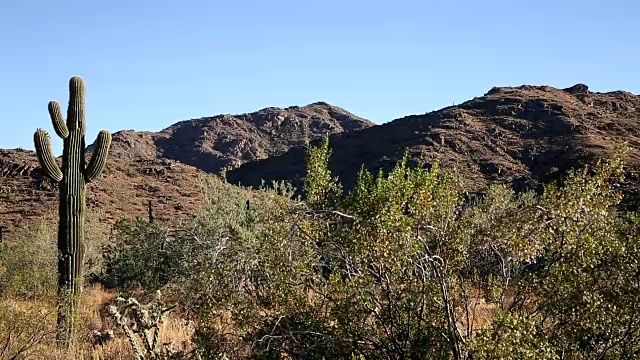 仙人掌和沙漠