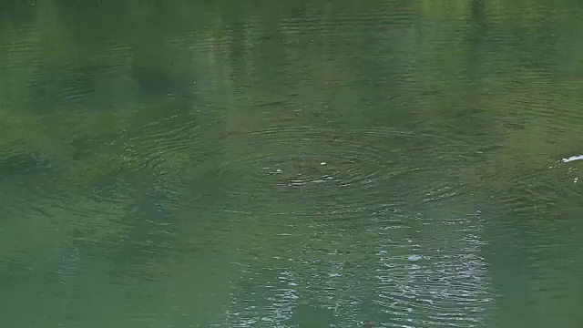 在湖里喂鱼