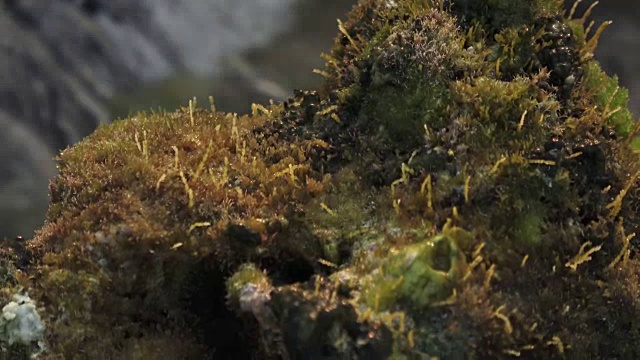 多岩石的海岸和波浪。印度洋视频部分模糊