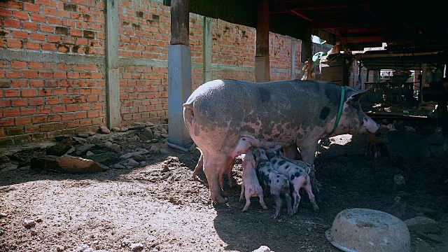 小猪抓住奶头，母猪正在踩高跷下移动(近距离)