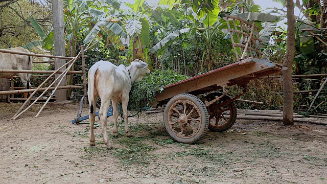 在农家院子里，白牛犊正在吃木车上的草