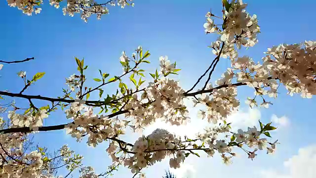 春天樱花盛开的背景。美丽的自然景观樱花盛开的树和太阳耀斑。阳光明媚的一天。春天的花。美丽的果园。抽象模糊的背景