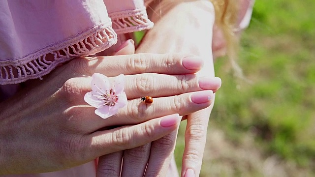 昆虫瓢虫在女人的手上与花