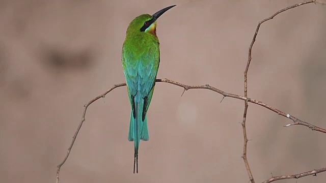 蓝尾食蜂鸟