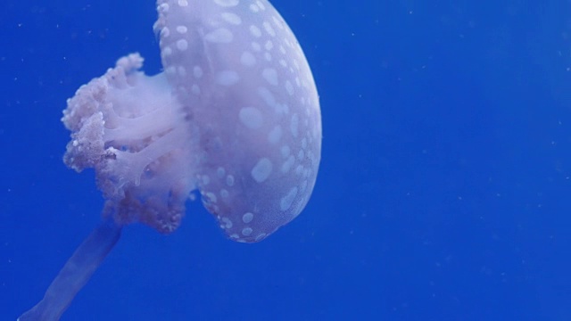 水母在海里游泳的特写镜头