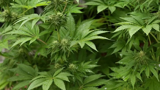 下雨天自家种植的医用大麻