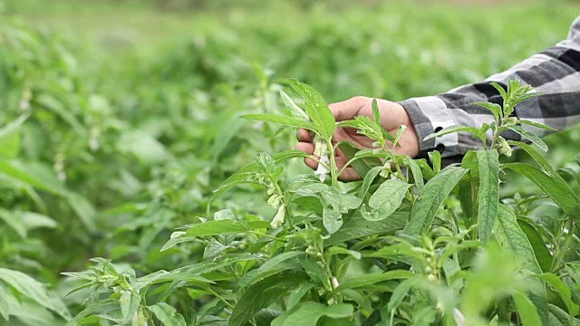 清洁食品直接来自农场，关心你的健康从开始