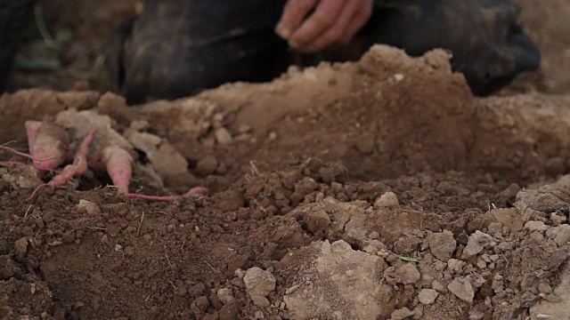 农民在生物农场从大地母亲那里收获新鲜的甘薯。