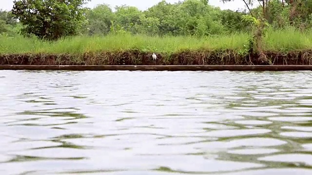 白鹭沿着海岸看鱼。