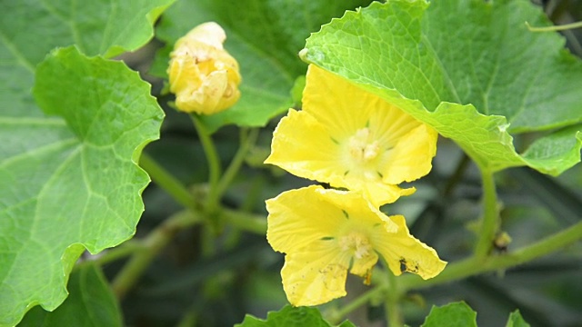 西葫芦在花园里，西葫芦用收获的植物。户外。