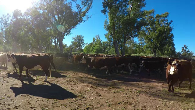 牛集合了草喂肉牛，搬进了院子里