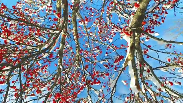 透过花梨树的树枝和红色浆果簇雪帽仰望天空与云彩