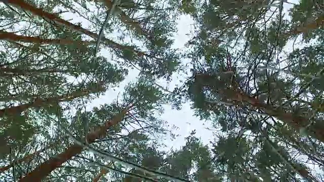 走在西伯利亚冬天的松林里，仰望阴沉的天空