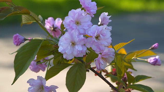 樱花的花。樱花