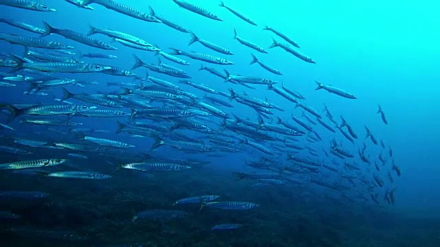 詳情圖-深藍色海洋里的一大群梭魚