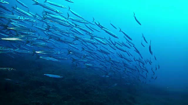 詳情圖-深藍色海洋里的一大群梭魚