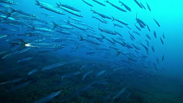 詳情圖-深藍色海洋里的一大群梭魚