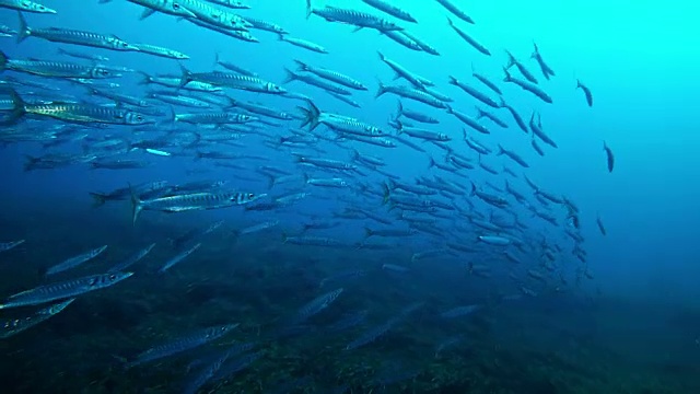 詳情圖-深藍色海洋里的一大群梭魚