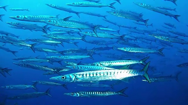 地中海的梭鱼海洋生物学校