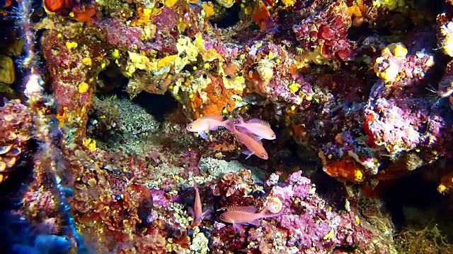 红花鱼47米深的地中海海洋生物