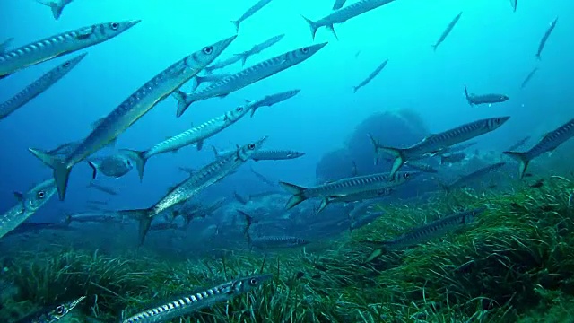 地中海的梭鱼海洋生物学校