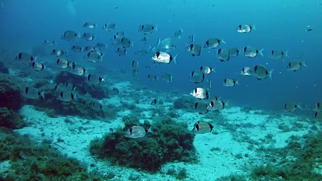 在地中海潜水