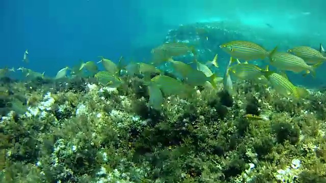 地中海中一群萨莱马鱼。海洋海洋生物