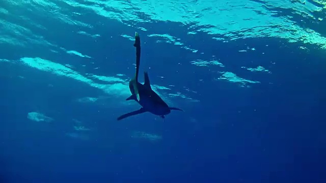 红海海洋生物与白鳍鲨一起潜水
