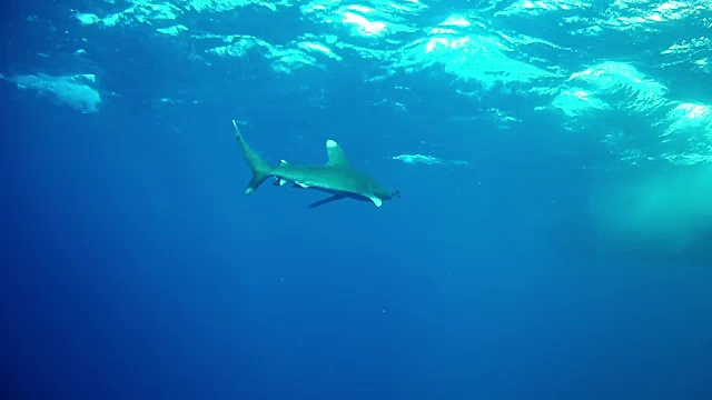红海海洋生物与白鳍鲨一起潜水