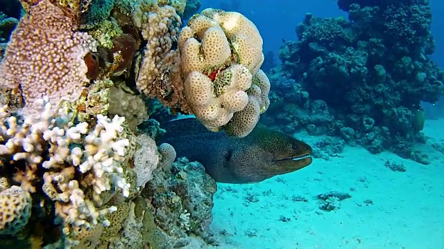 大海鳗在红海潜水