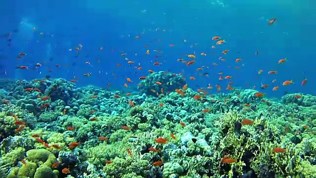 珊瑚水下景观在红海潜水
