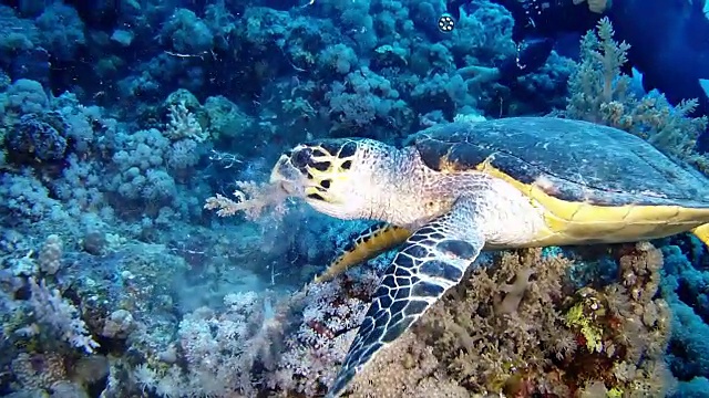 在红海潜水。海龟