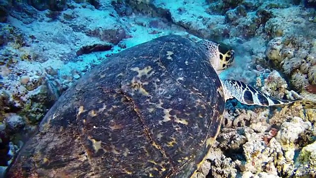 在红海潜水。海龟