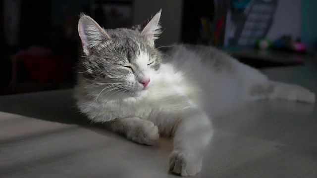 小猫躺在床上休息，窗外的光线落在脸上。猫的生活，轻松，休息在阳光透过宠物滑门窗户