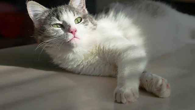 小猫躺在床上休息，窗外的光线落在脸上。猫的生活，轻松，休息在阳光透过宠物门的滑动窗口