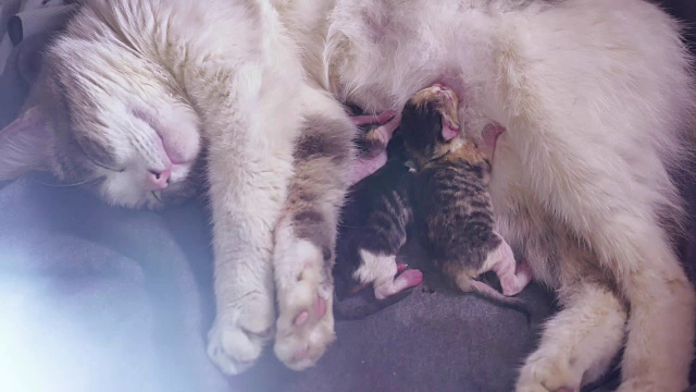 猫喂养刚出生的小猫。猫生小猫。小猫睡玩。吸乳头盲可爱的小猫概念室内