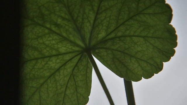 天竺葵叶子的细节