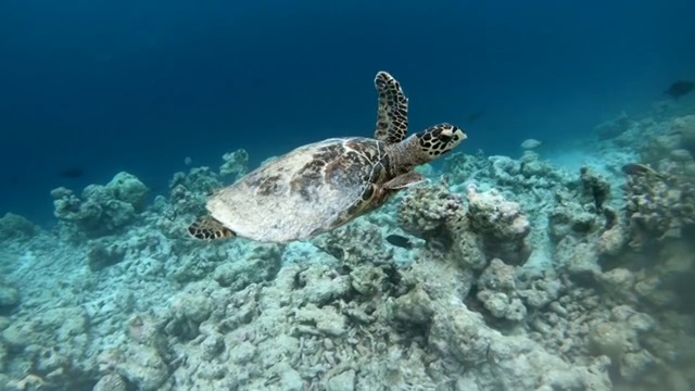 深蓝色的海水和海龟在海水中游泳