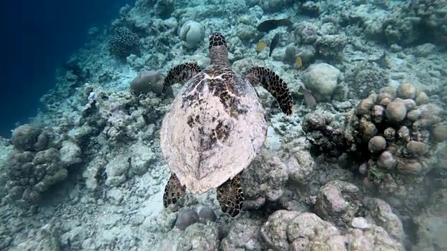 海龟在珊瑚附近游泳的浅海水域