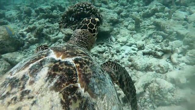 浮潜与海龟游泳礁在海洋水