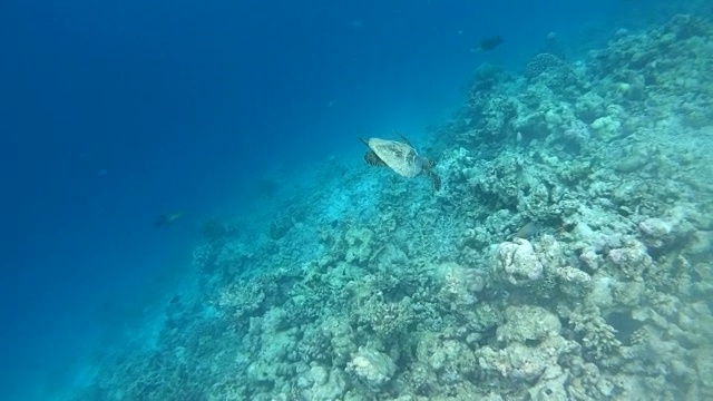 海龟在海洋中游泳的水下环境