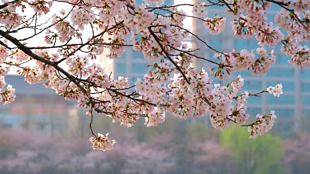 樱花盛开