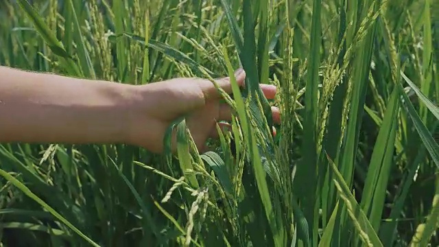 这是一个女性手的特写镜头，她正在触摸一棵正在生长的未成熟的水稻